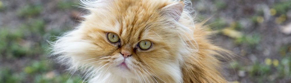 Cat Lady in the Canyon