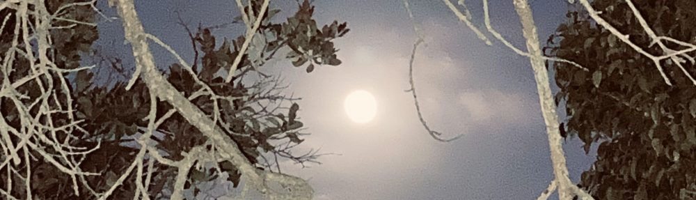 Cat Lady in the Canyon